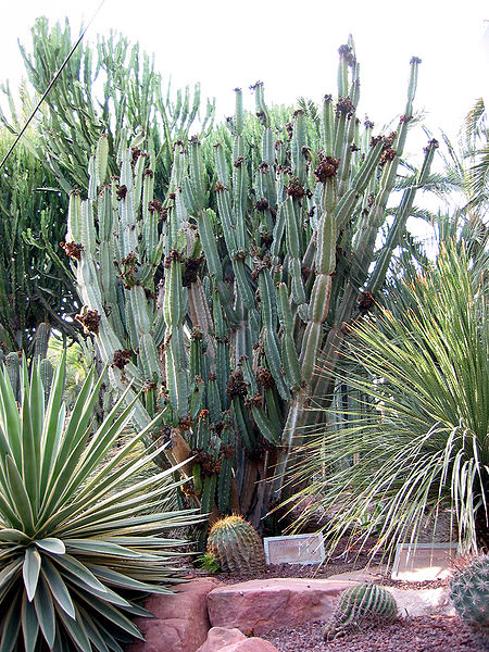 سرئوس رپاندوس